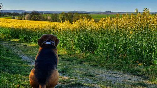 Dog looking away on field