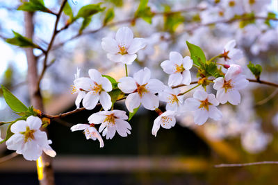 Close-up of white cherry blossoms in spring