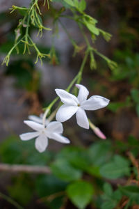 Close-up of white flowering plant