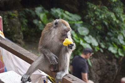 Bird eating food in zoo