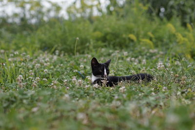 Portrait of a cat on field