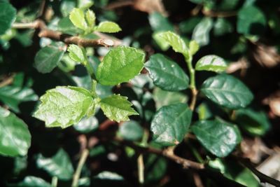 Close-up of fresh green leaves