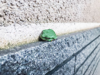 Close-up of green frog by wall