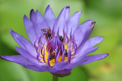 Close-up of insect pollinating flower