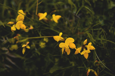 Close-up of yellow flowers blooming outdoors