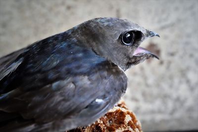 Close-up of bird