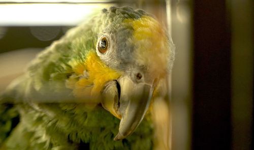 Close-up of a parrot in cage