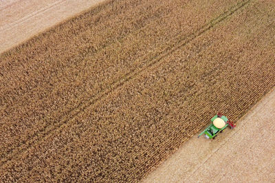 High angle view of corn field