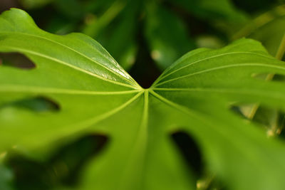 Close-up of green leaves