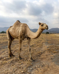 Camel standing in desert against the cloudy sky 
