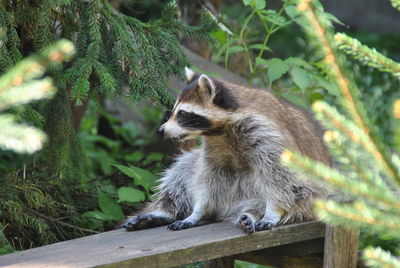 Close-up of an animal looking away