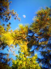 Low angle view of tree against blue sky