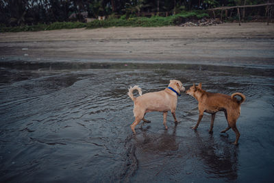 Dogs running on beach