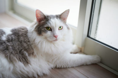 Portrait of white cat sitting beside window at home