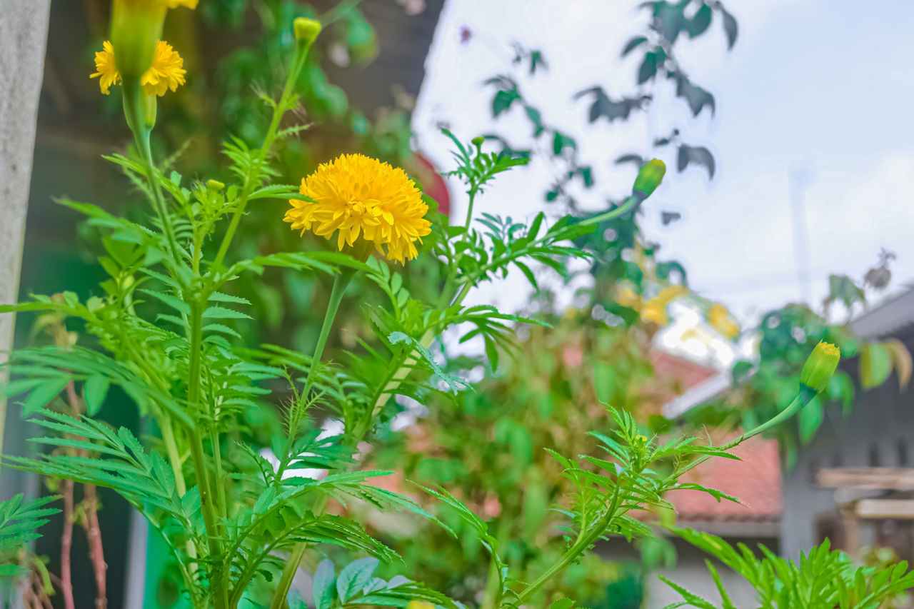 plant, flower, flowering plant, nature, freshness, growth, beauty in nature, leaf, plant part, green, yellow, no people, outdoors, day, summer, architecture, food, multi colored, food and drink, close-up, medicine, healthcare and medicine, sky, garden, herb, botany, front or back yard, gardening, agriculture