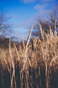 Close-up of stalks in field