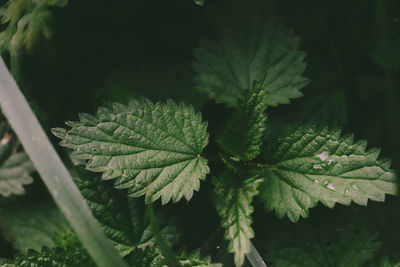 Close-up of fresh green leaves