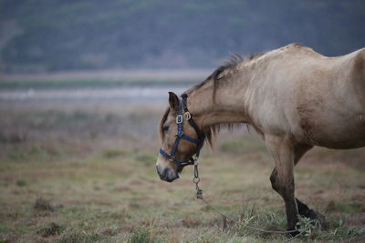 Horse standing in a field