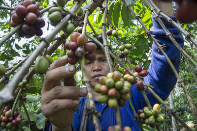 Mature farmer picking fruits from tree