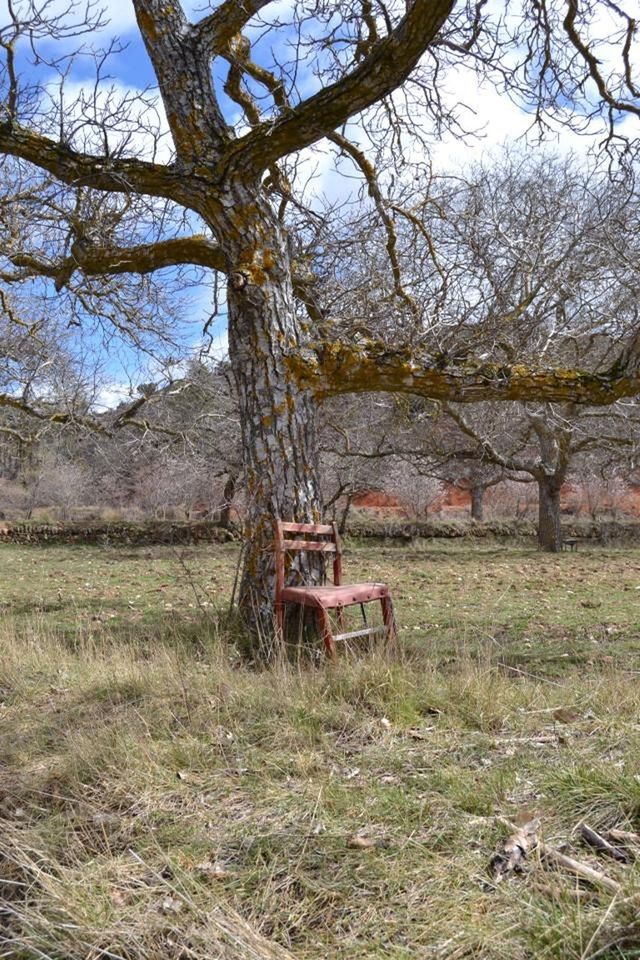 BARE TREES ON GRASSY FIELD