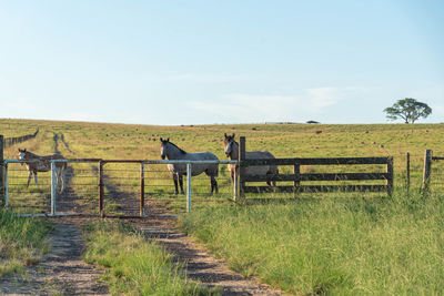 View of horse on field against sky