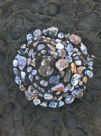 High angle view of seashells on beach