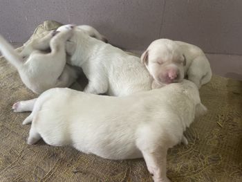 High angle view of puppy sleeping
