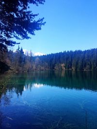 Reflection of trees in calm lake