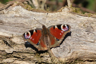Close-up of butterfly on tree trunk