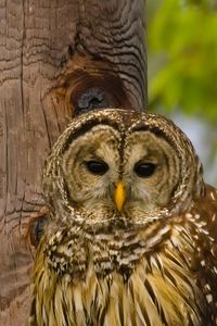 Close-up of a bird