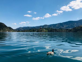 Birds swimming in lake