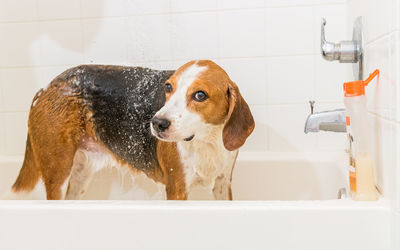 View of dog in bathroom