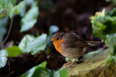 Close-up of bird perching on plant