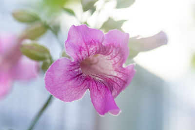 Close-up of pink flowering plant