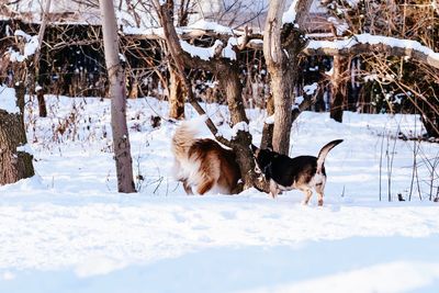 Dogs running on snow covered field