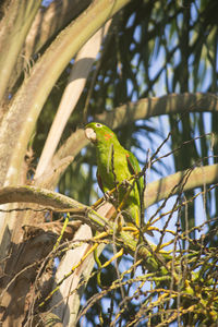 Bird perching on tree