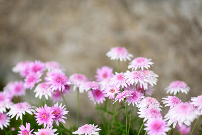 Close-up of pink flowering plants