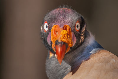 A king vulture looking at the camera