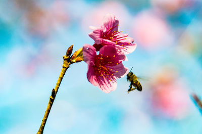 Close-up of bee on pink flowers against sky