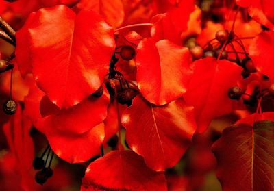 Close-up of red roses