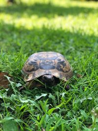 High angle view of a turtle on grass