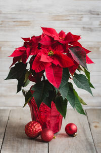 Red christmas poinsettia plant and decorations on a wooden table.