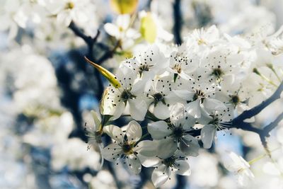 Close-up of white cherry blossoms on tree