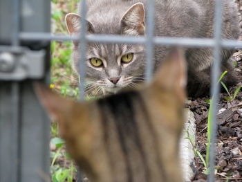 Close-up portrait of cat in cage