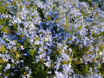 Full frame shot of white flowering plants on field