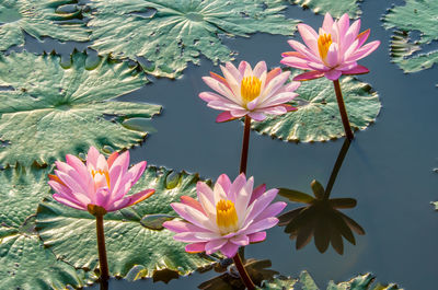 Pink lotus water lily in pond