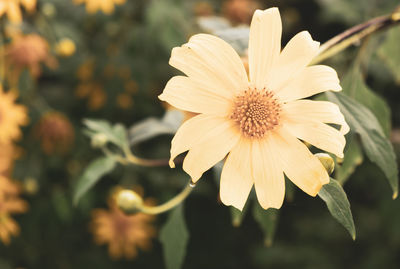 Close-up of yellow flowering plant