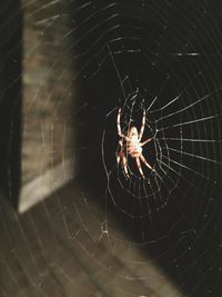 Close-up of spider on web