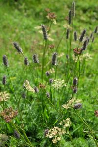 Close-up of flowering plants on field