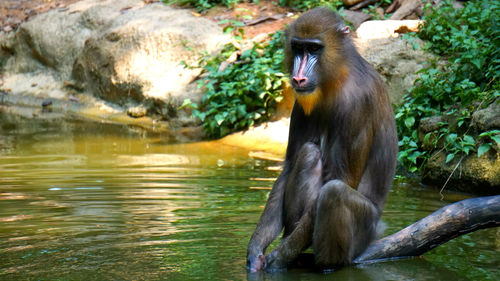 Close-up of monkey in water
